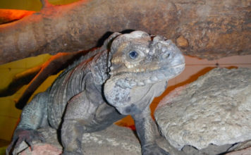 Terrario per iguana 1173 0 terrario iguana_ok